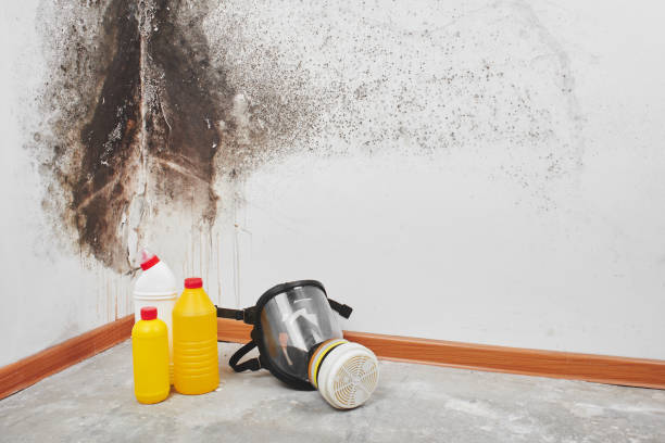 Best Crawl Space Mold Removal  in Rensselaer, IN