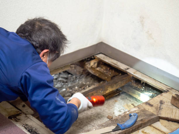 Best Mold Cleaning Services  in Rensselaer, IN