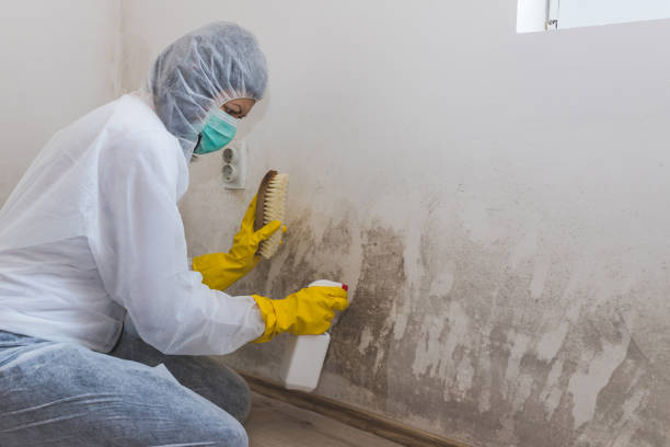 Best Certified Mold Removal  in Rensselaer, IN