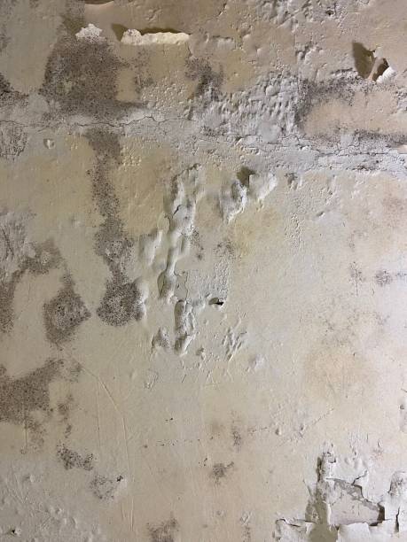 Crawl Space Mold Removal in Rensselaer, IN