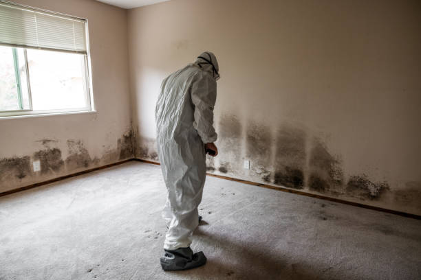 Best Black Mold Removal  in Rensselaer, IN