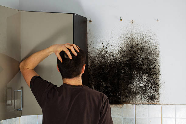 Best Mold Remediation Experts  in Rensselaer, IN