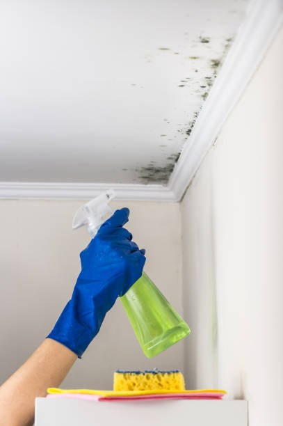 Best Commercial Mold Removal  in Rensselaer, IN